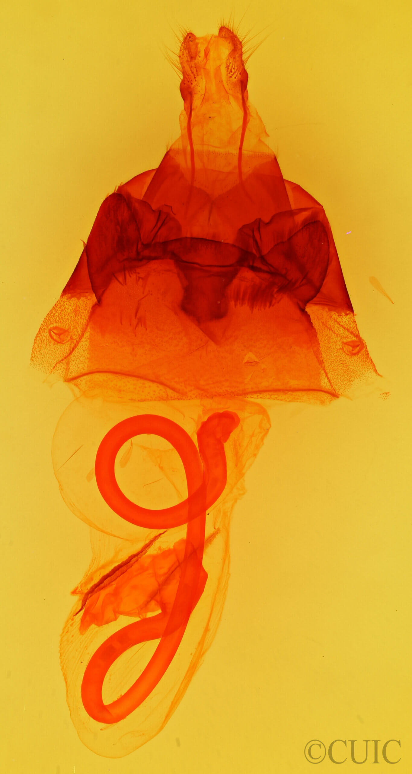 genitalia view of adult Hyppa xylinoides