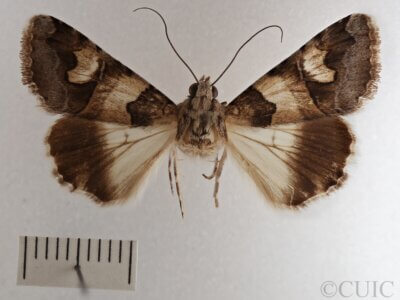 dorsal view of adult Drasteria fumosa