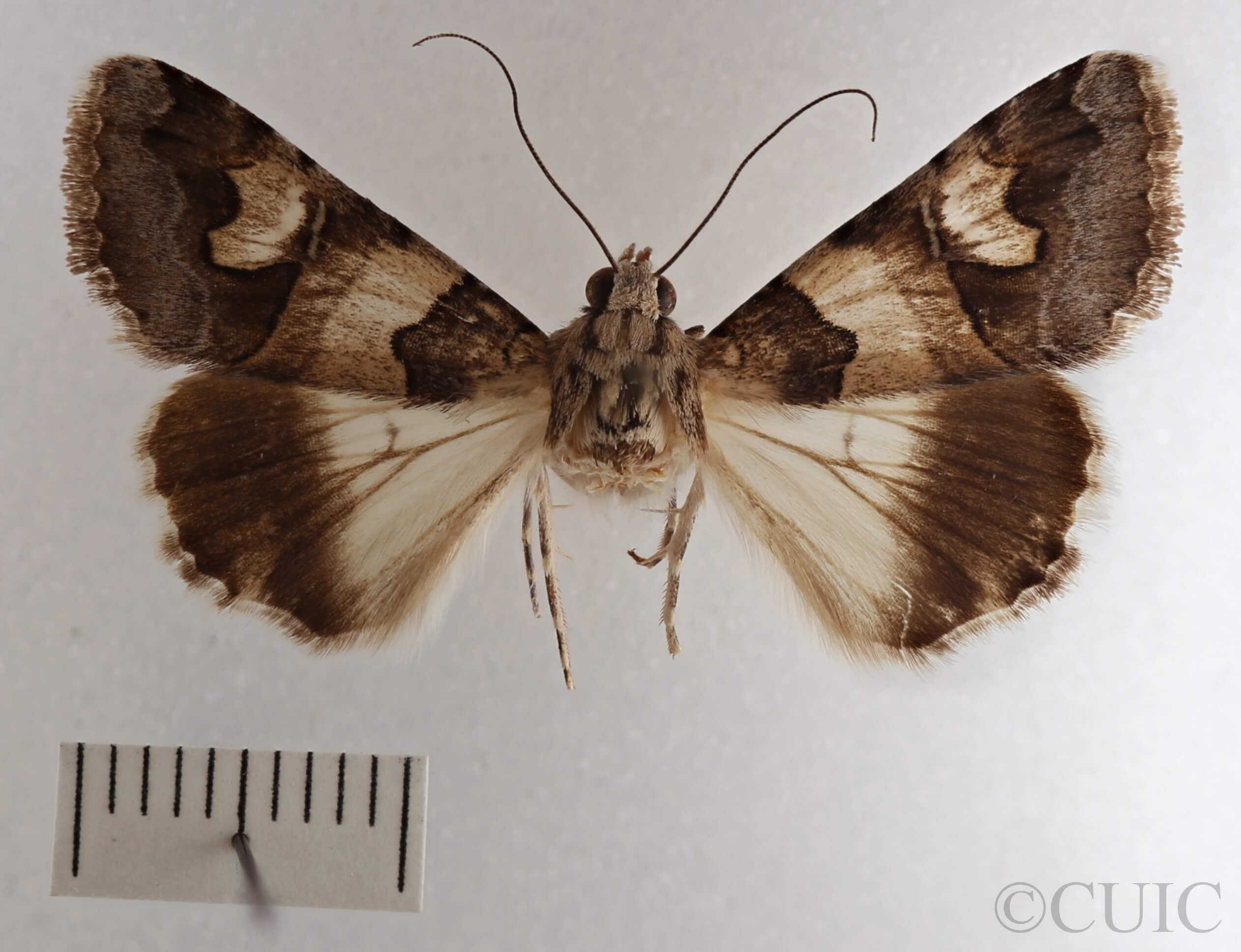 dorsal view of adult Drasteria fumosa
