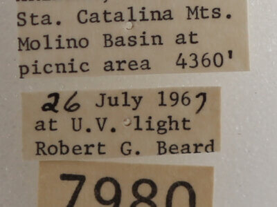 label view of adult Drasteria fumosa