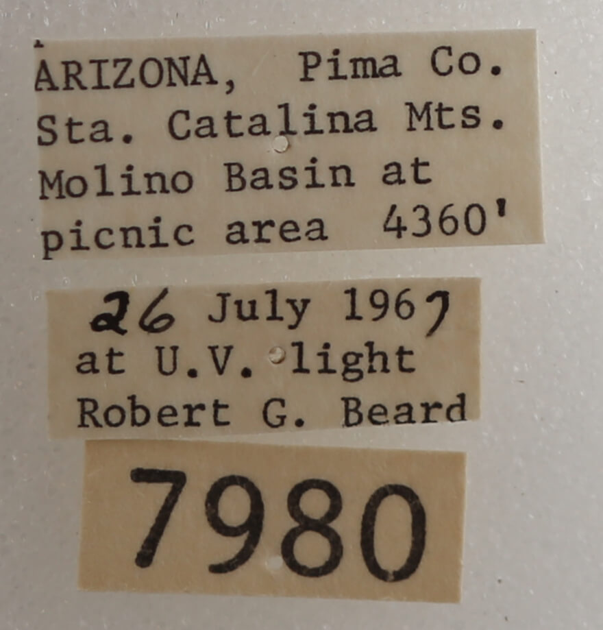 label view of adult Drasteria fumosa