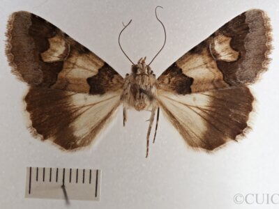 dorsal view of adult Drasteria fumosa