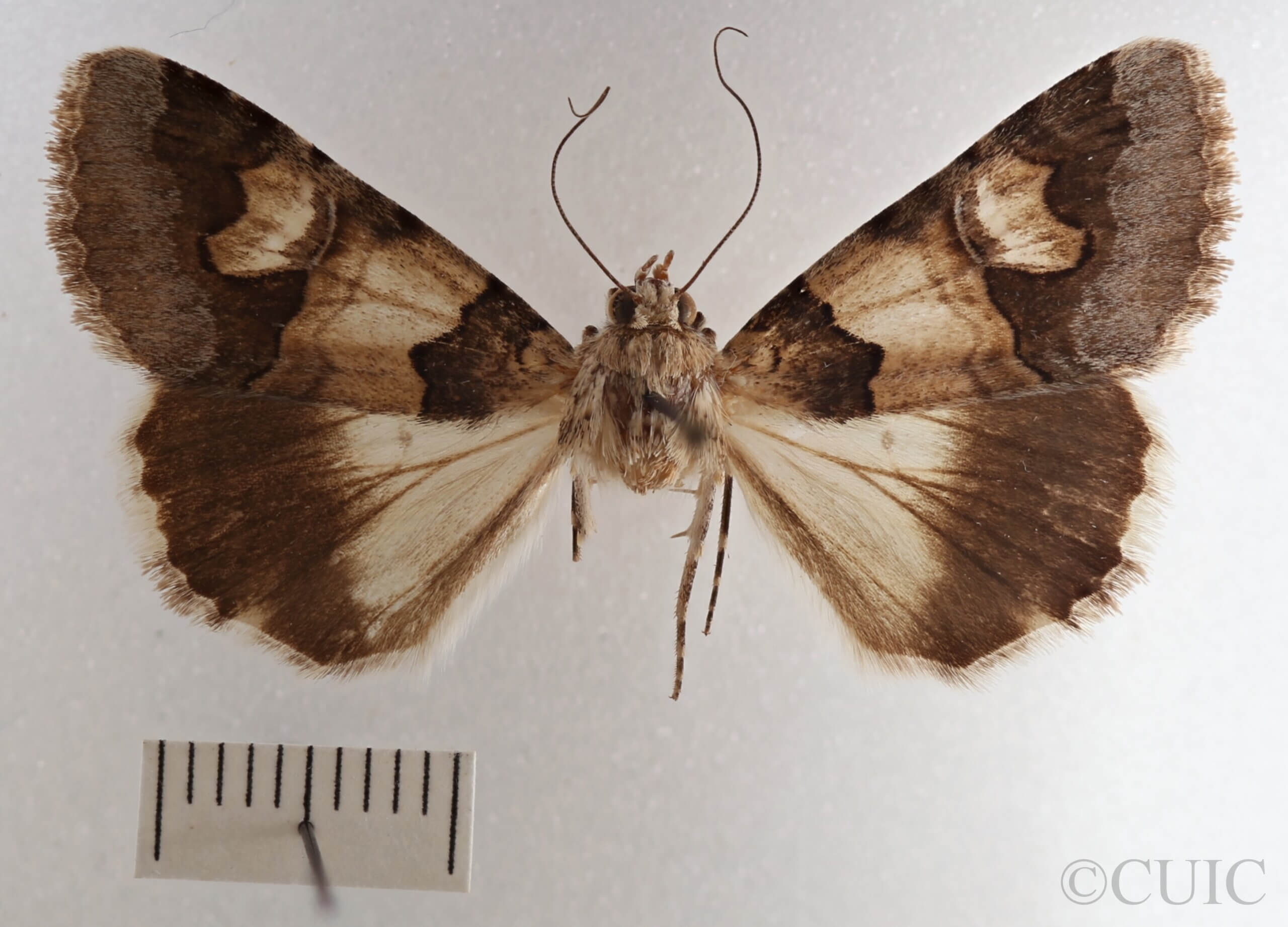 dorsal view of adult Drasteria fumosa