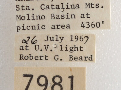 label view of adult Drasteria fumosa