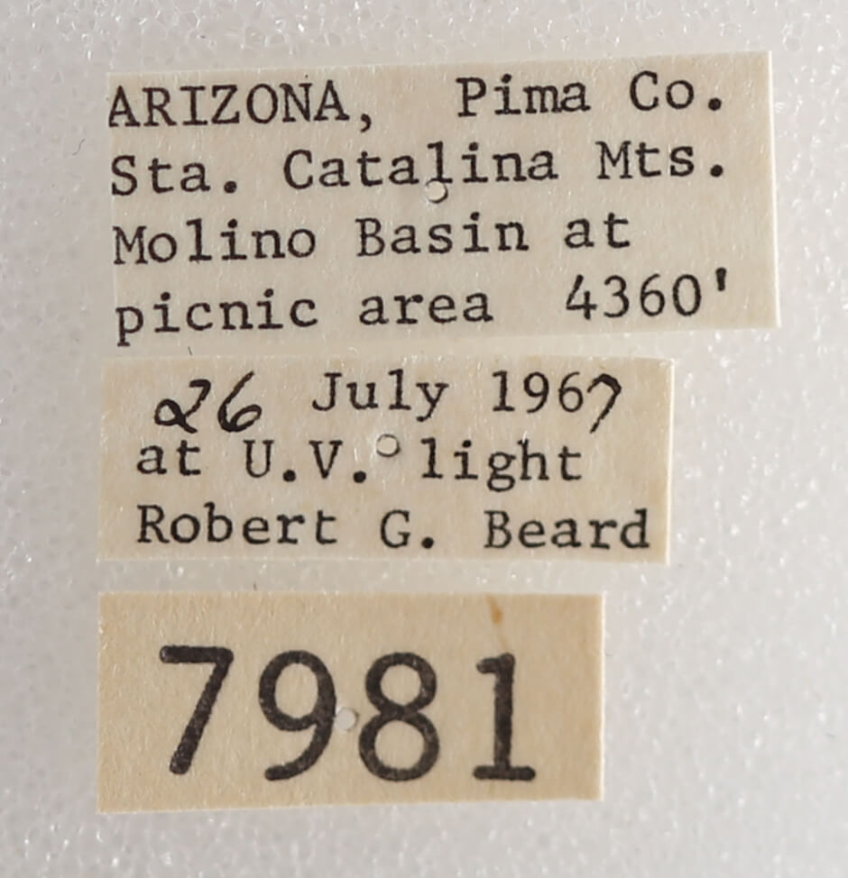 label view of adult Drasteria fumosa