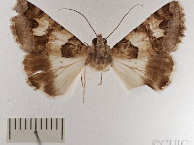 dorsal view of adult Drasteria fumosa