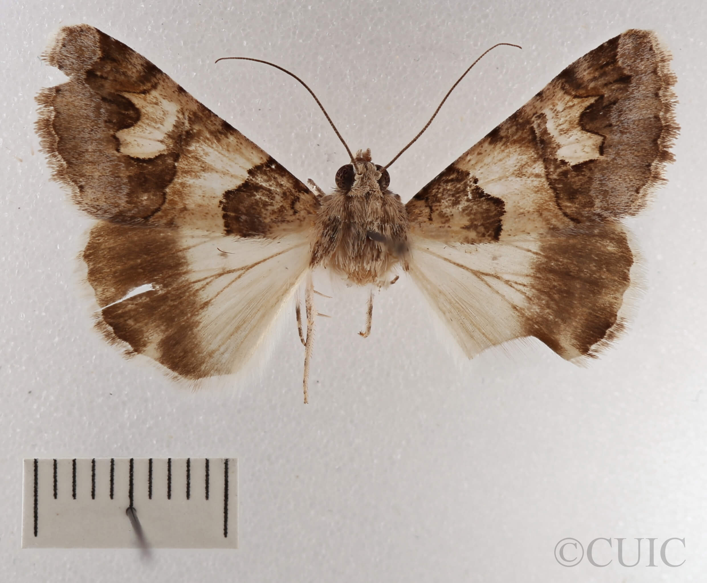 dorsal view of adult Drasteria fumosa