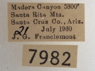 label view of adult Drasteria fumosa