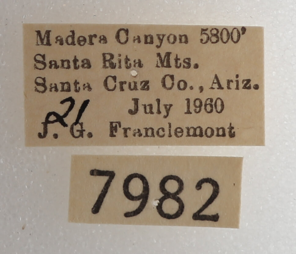 label view of adult Drasteria fumosa