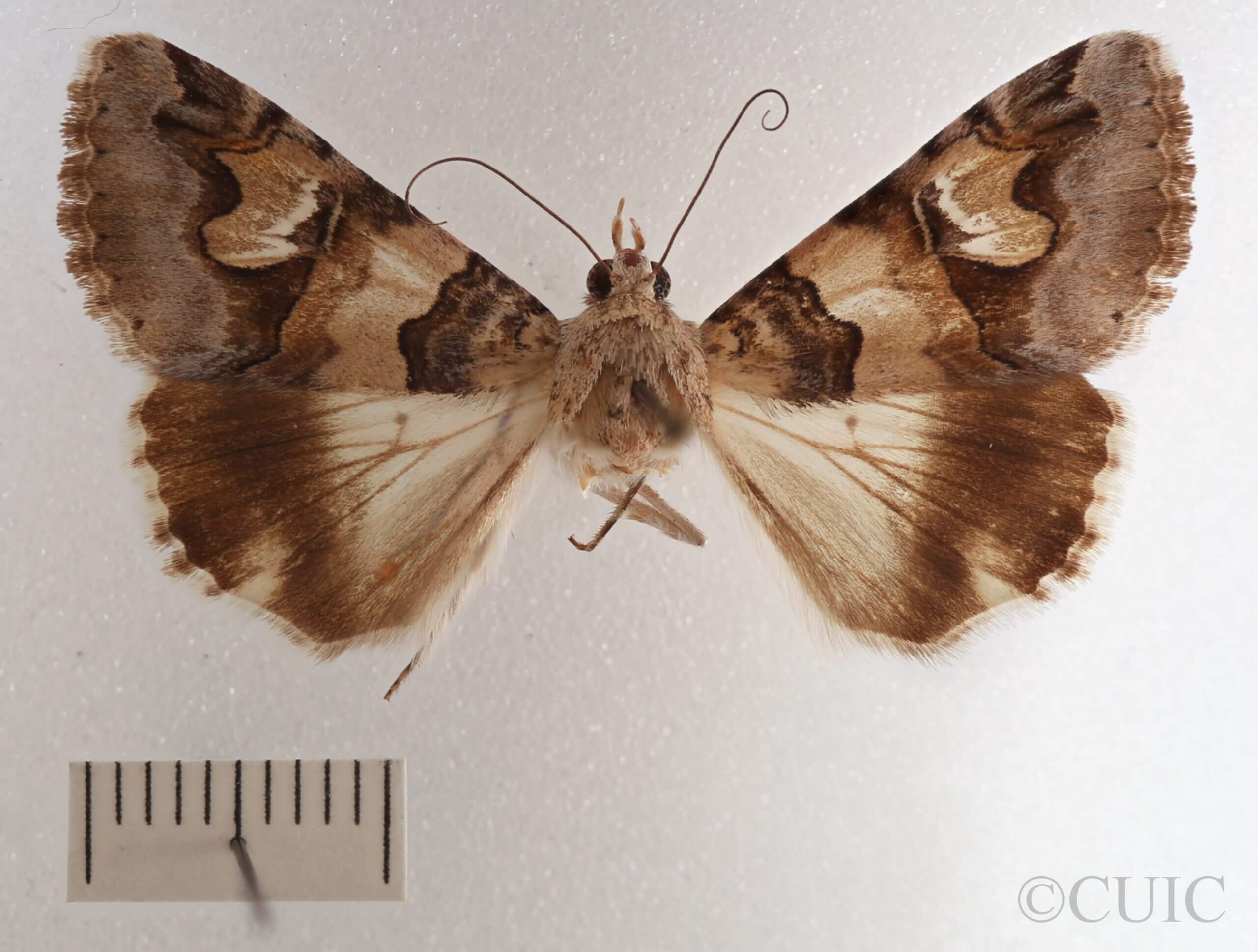 dorsal view of adult Drasteria fumosa