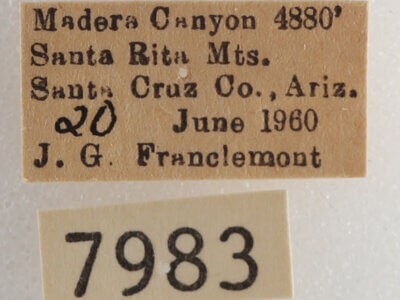 label view of adult Drasteria fumosa