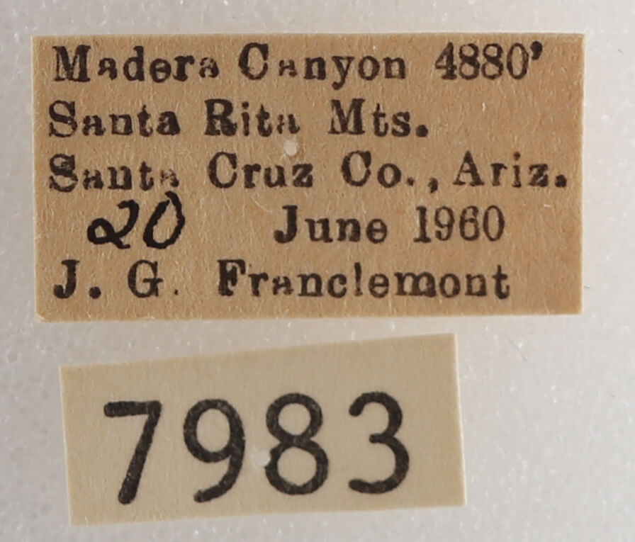 label view of adult Drasteria fumosa
