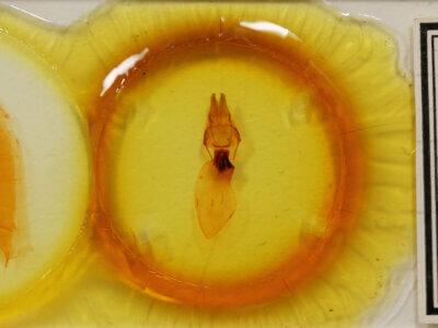 slide view of adult Apamea lateritia