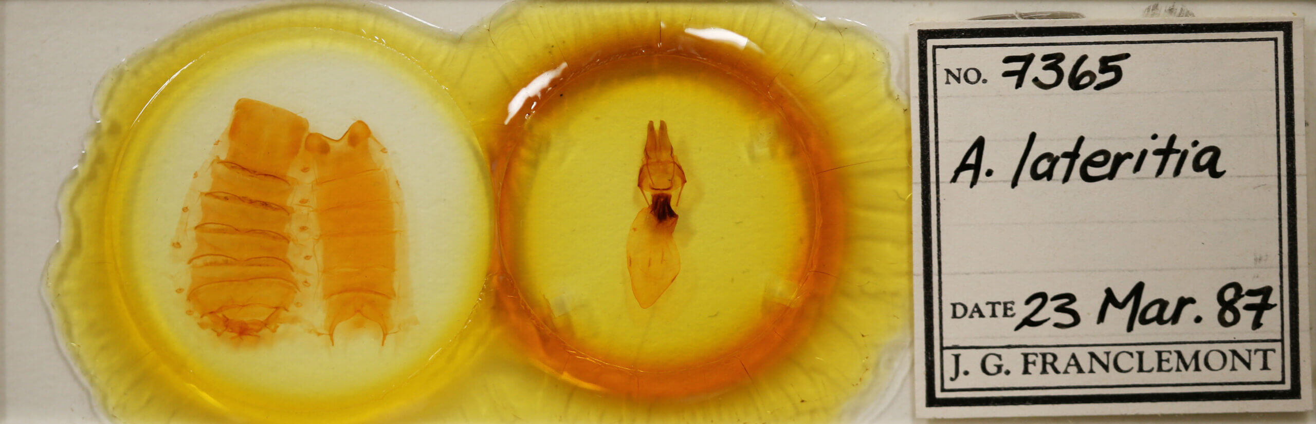 slide view of adult Apamea lateritia