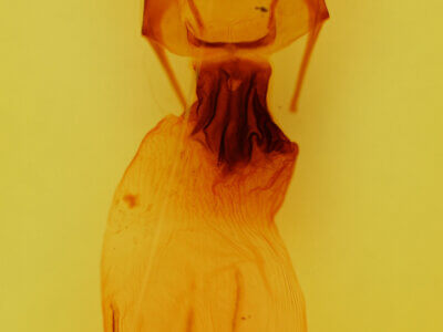 genitalia view of adult Apamea lateritia