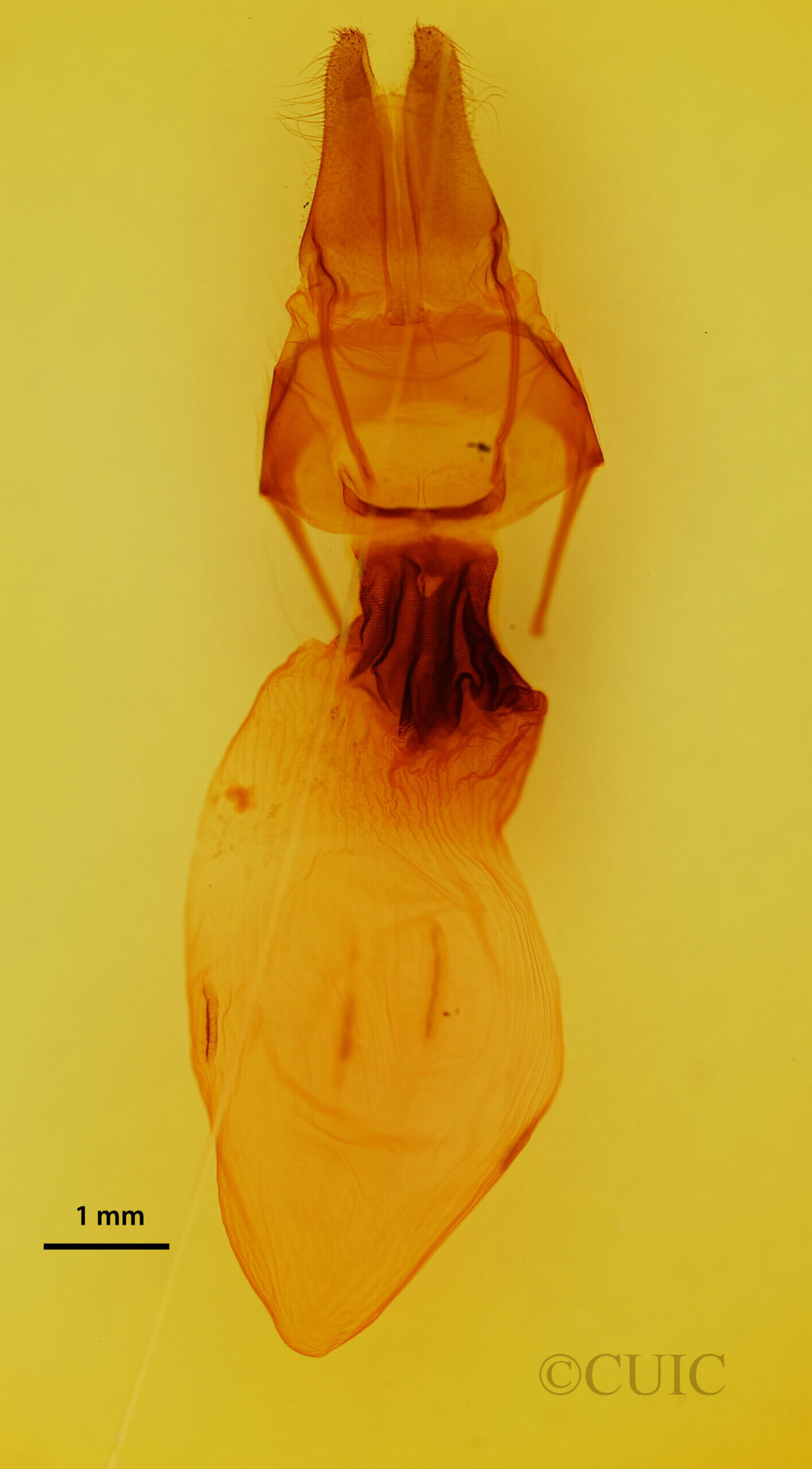 genitalia view of adult Apamea lateritia