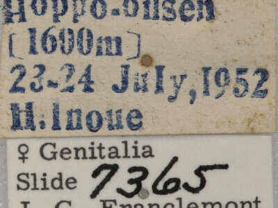 label view of adult Apamea lateritia