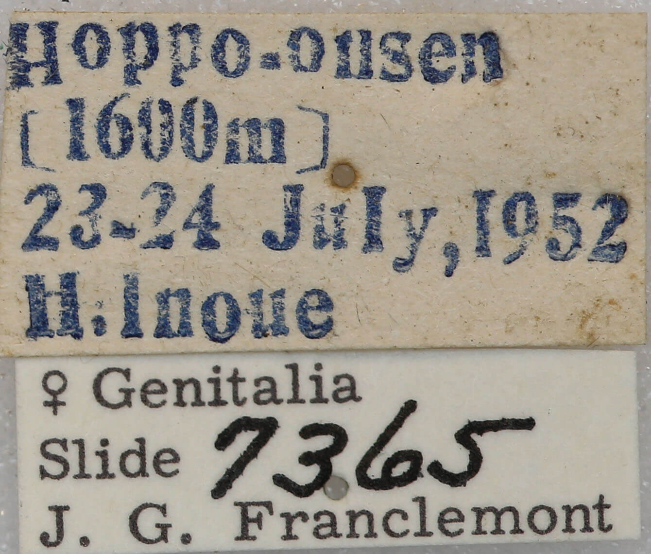 label view of adult Apamea lateritia