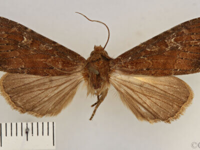 dorsal view of adult Apamea lateritia