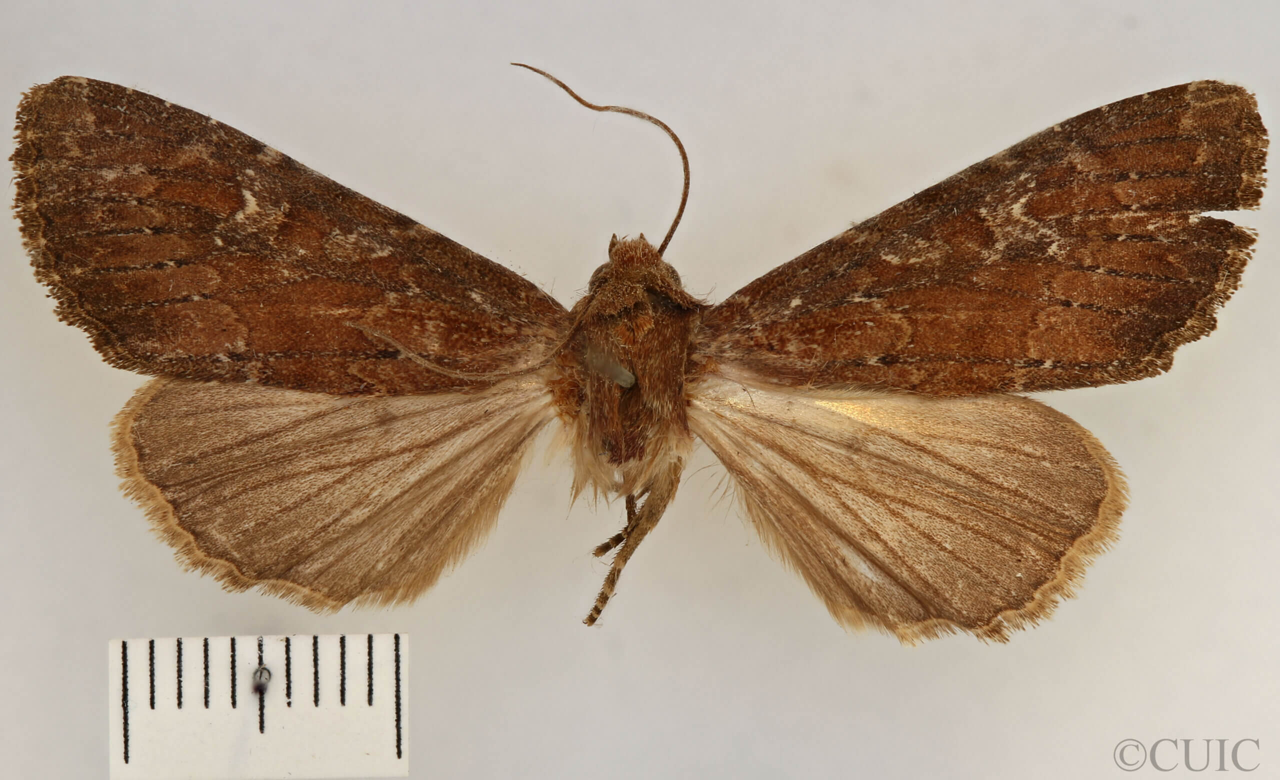 dorsal view of adult Apamea lateritia