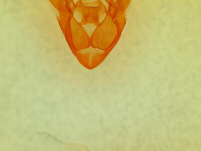 genitalia view of adult Cissusa sp.