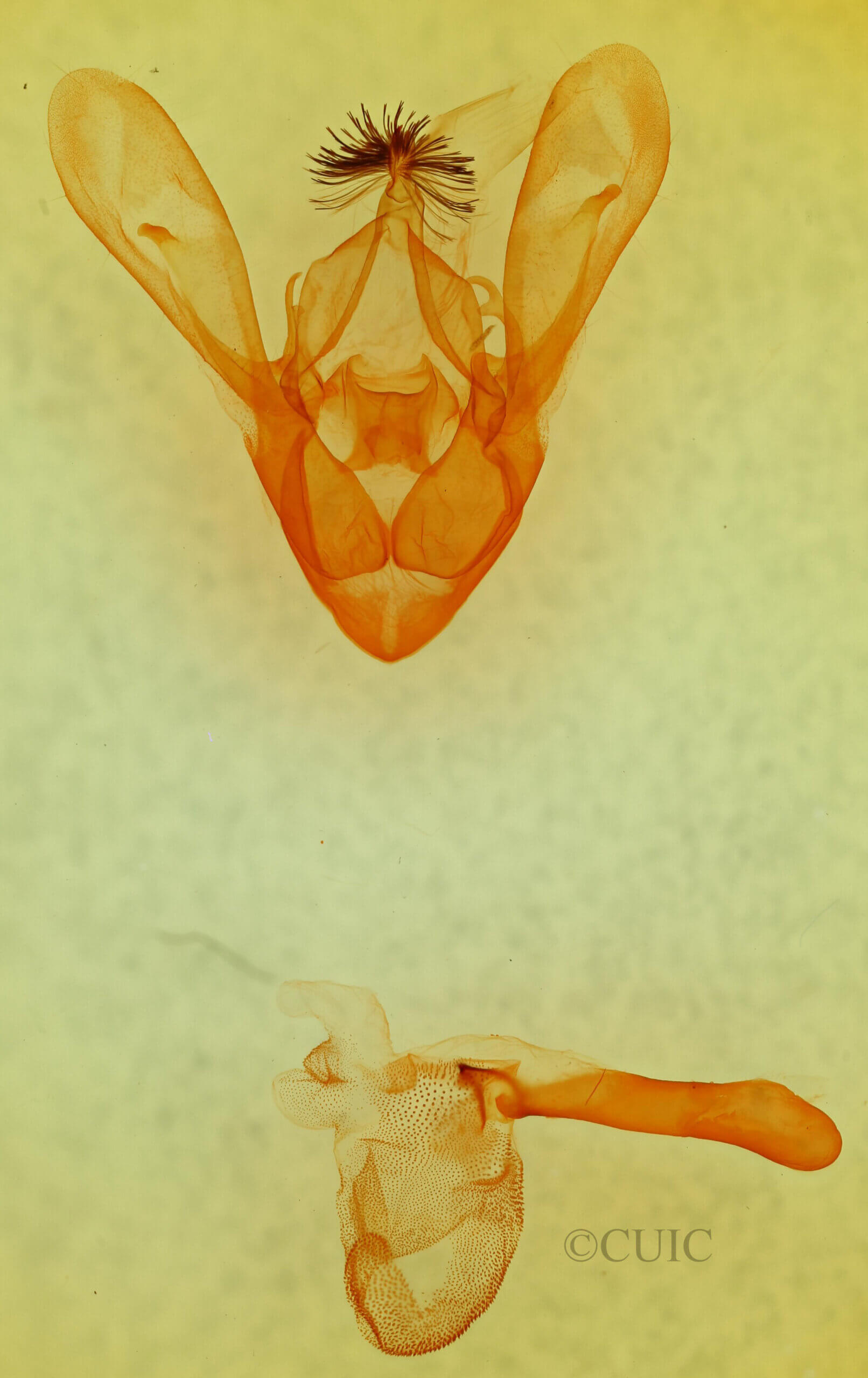 genitalia view of adult Cissusa sp.