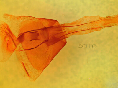 genitalia view of adult Cissusa sp.