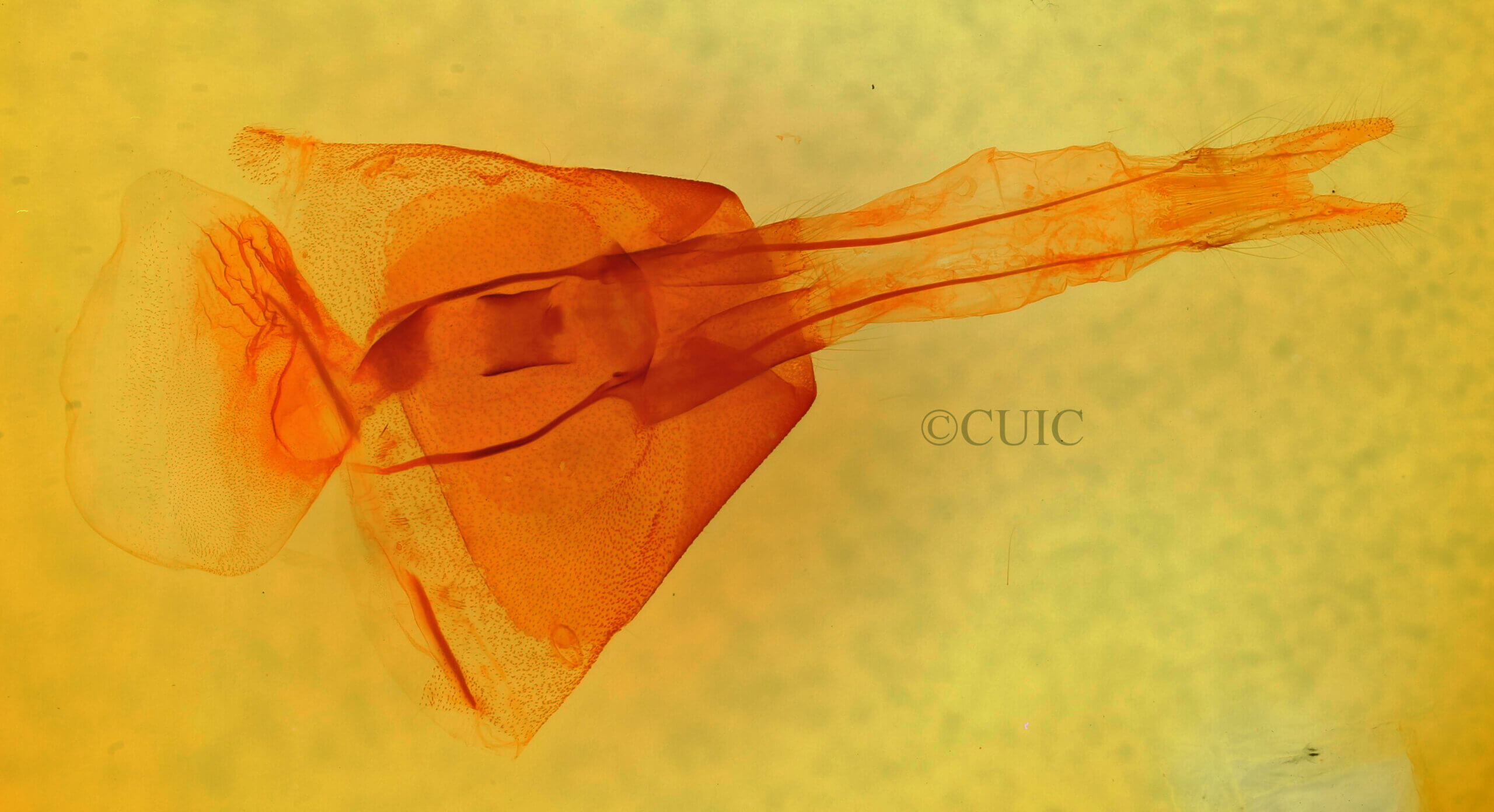 genitalia view of adult Cissusa sp.