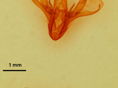 genitalia view of adult Drasteria fumosa