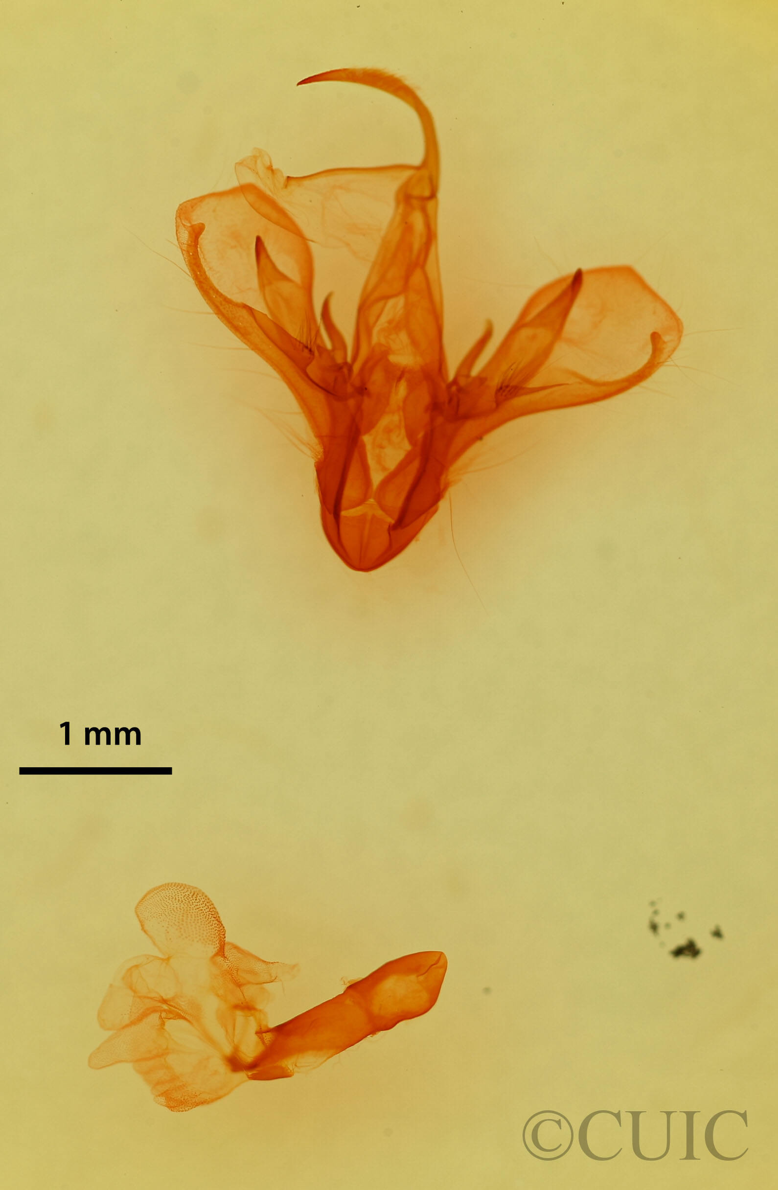 genitalia view of adult Drasteria fumosa