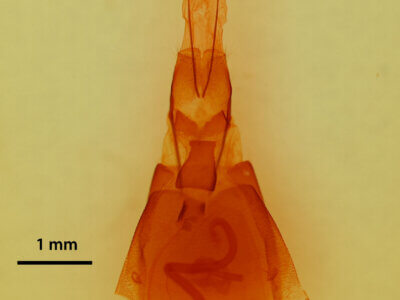 genitalia view of adult Drasteria fumosa