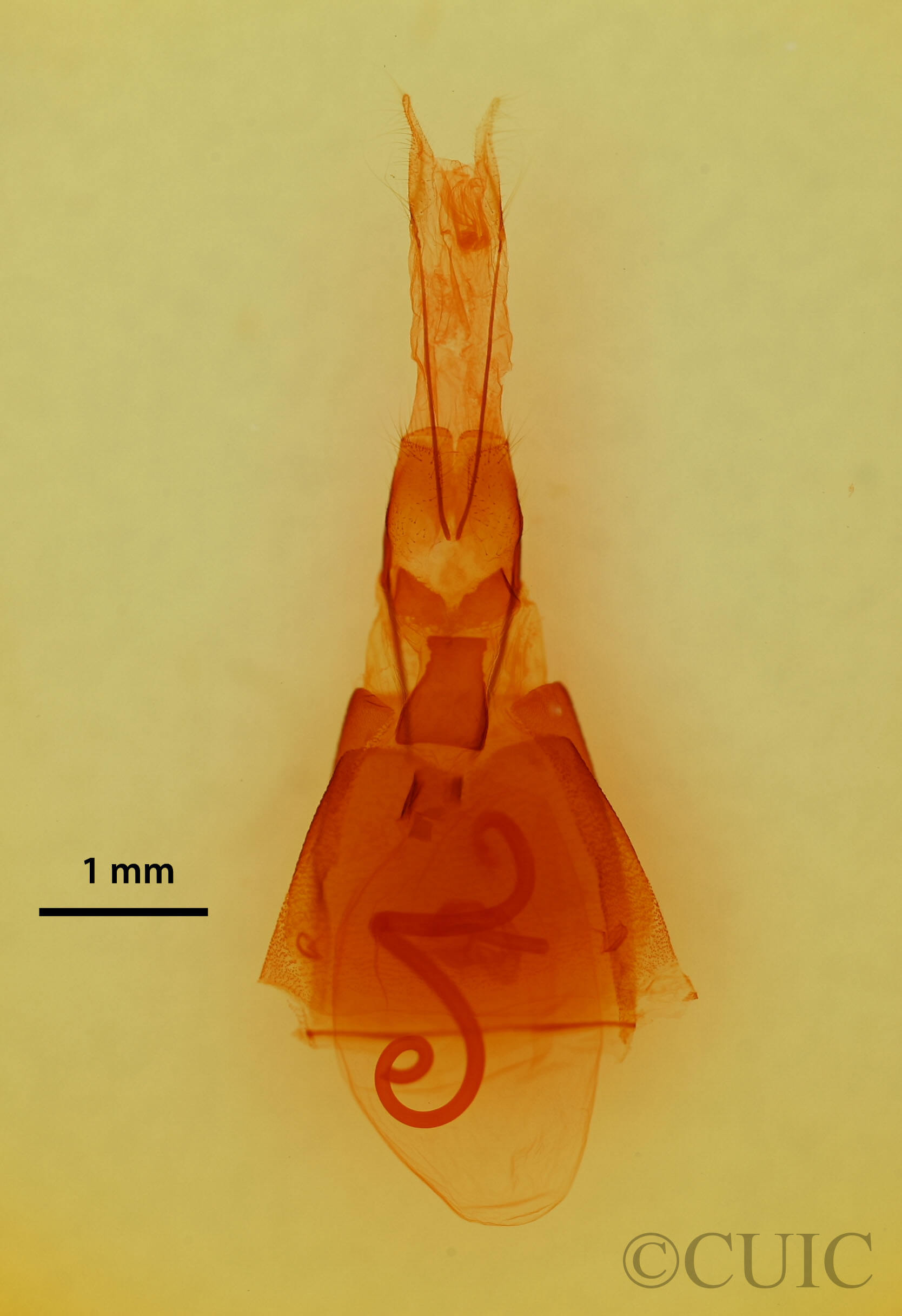 genitalia view of adult Drasteria fumosa