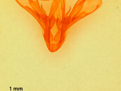 genitalia view of adult Drasteria fumosa