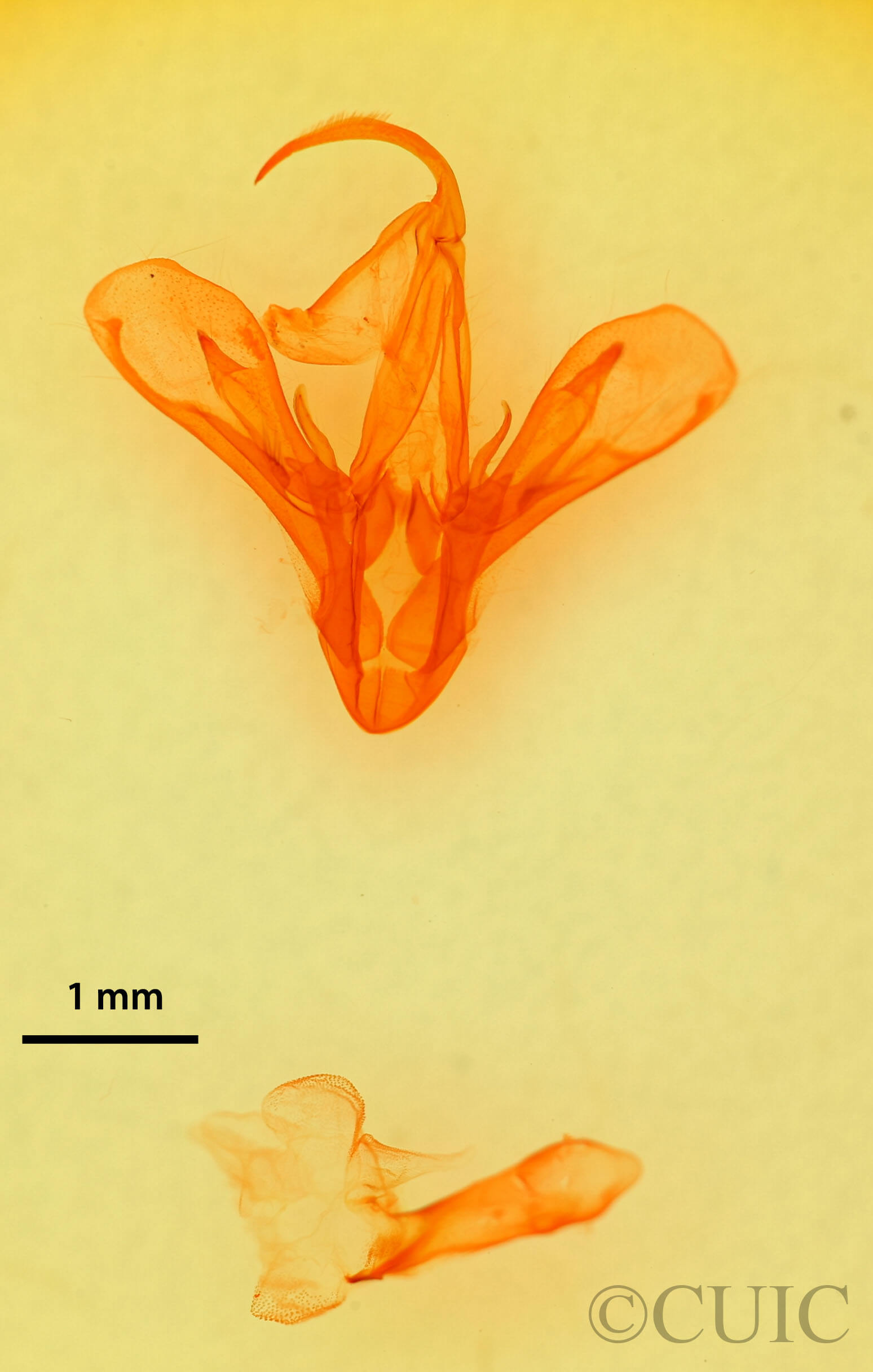 genitalia view of adult Drasteria fumosa