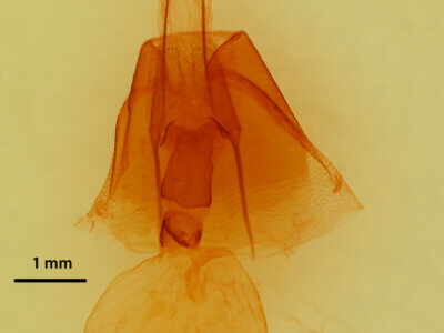 genitalia view of adult Drasteria fumosa