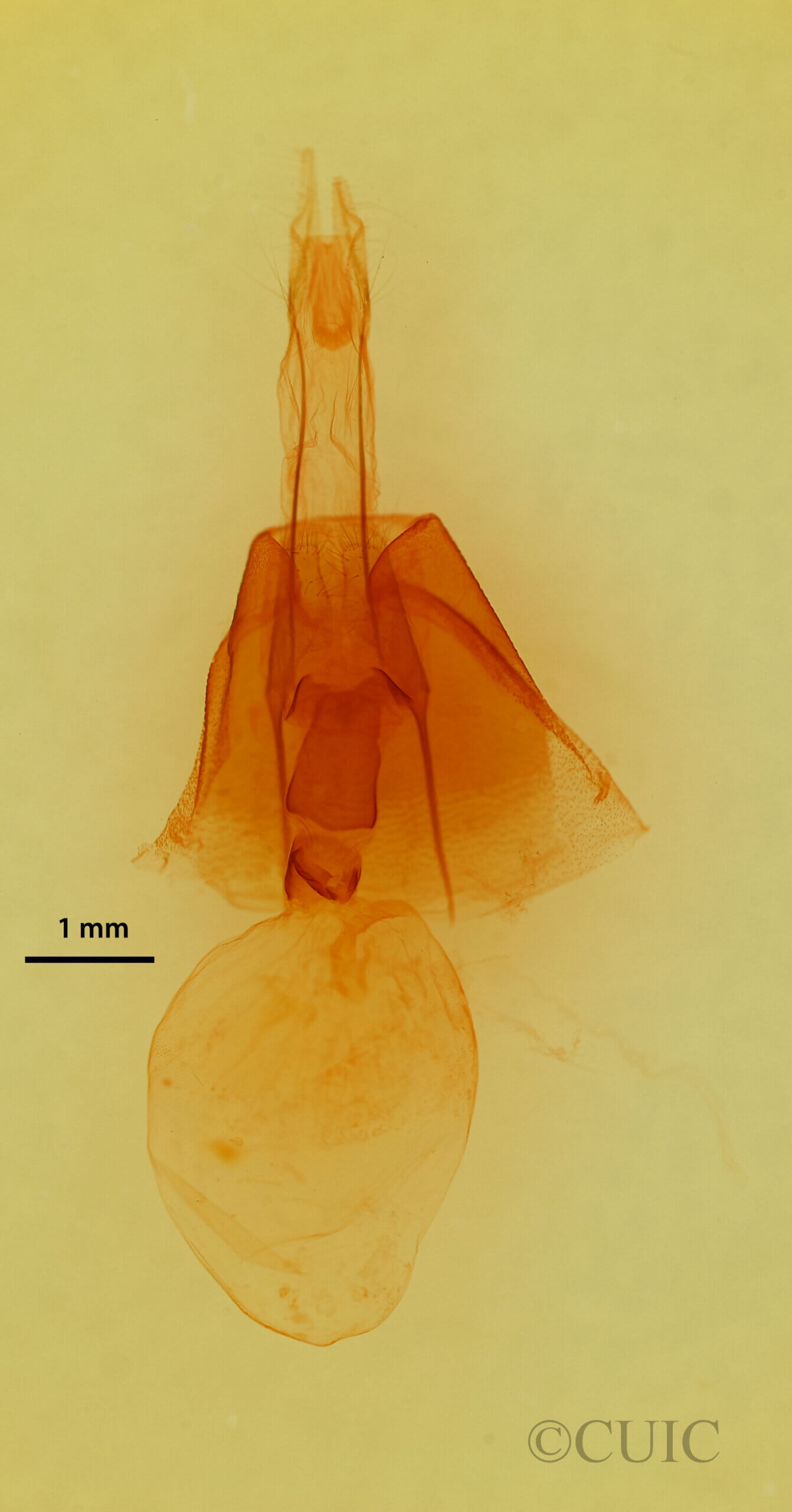 genitalia view of adult Drasteria fumosa