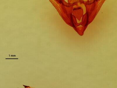 genitalia view of adult Hexorthodes agrotiformis