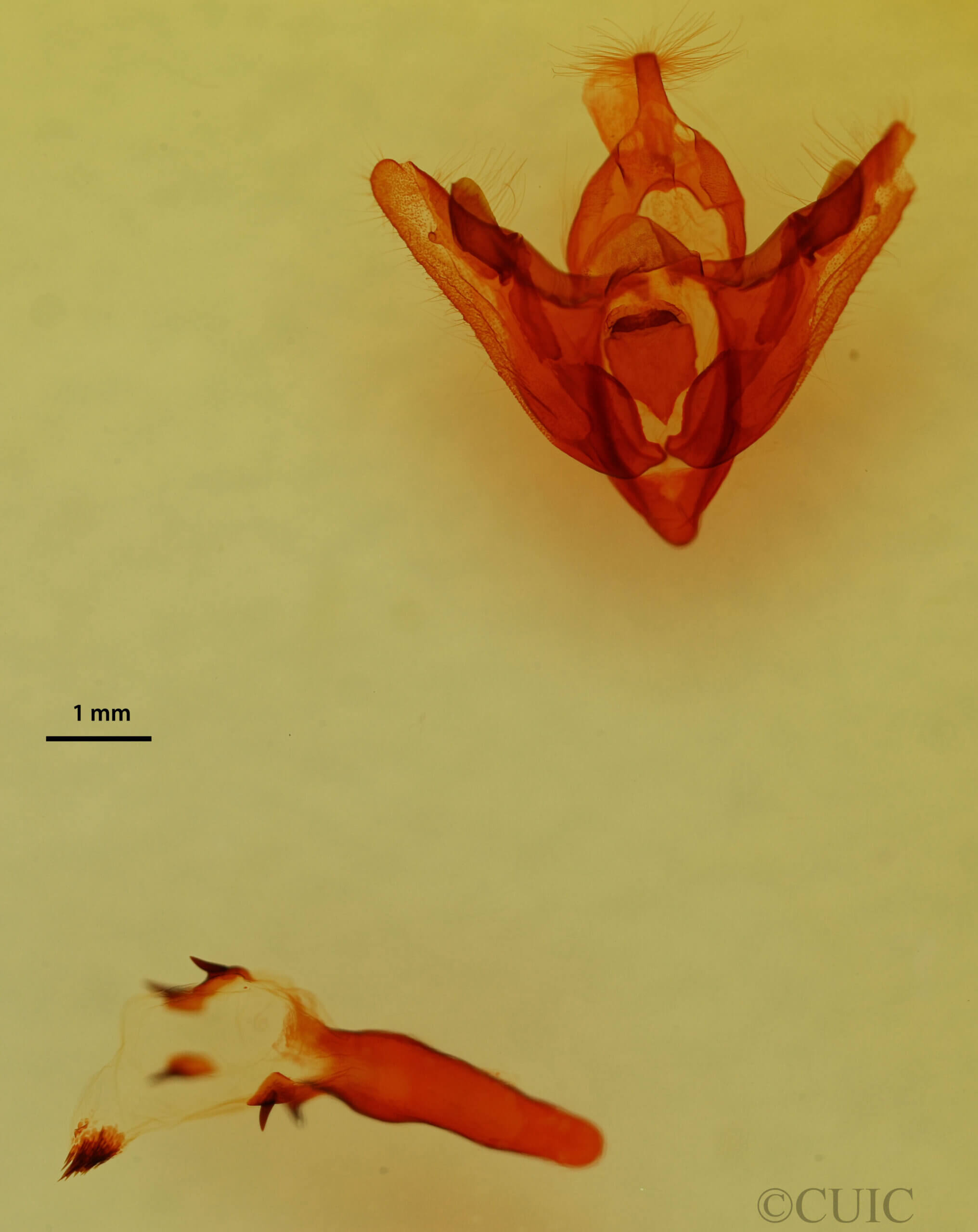 genitalia view of adult Hexorthodes agrotiformis