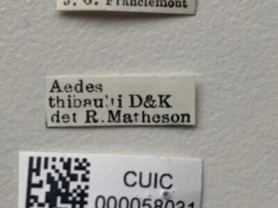 label view of adult Aedes thibaulti