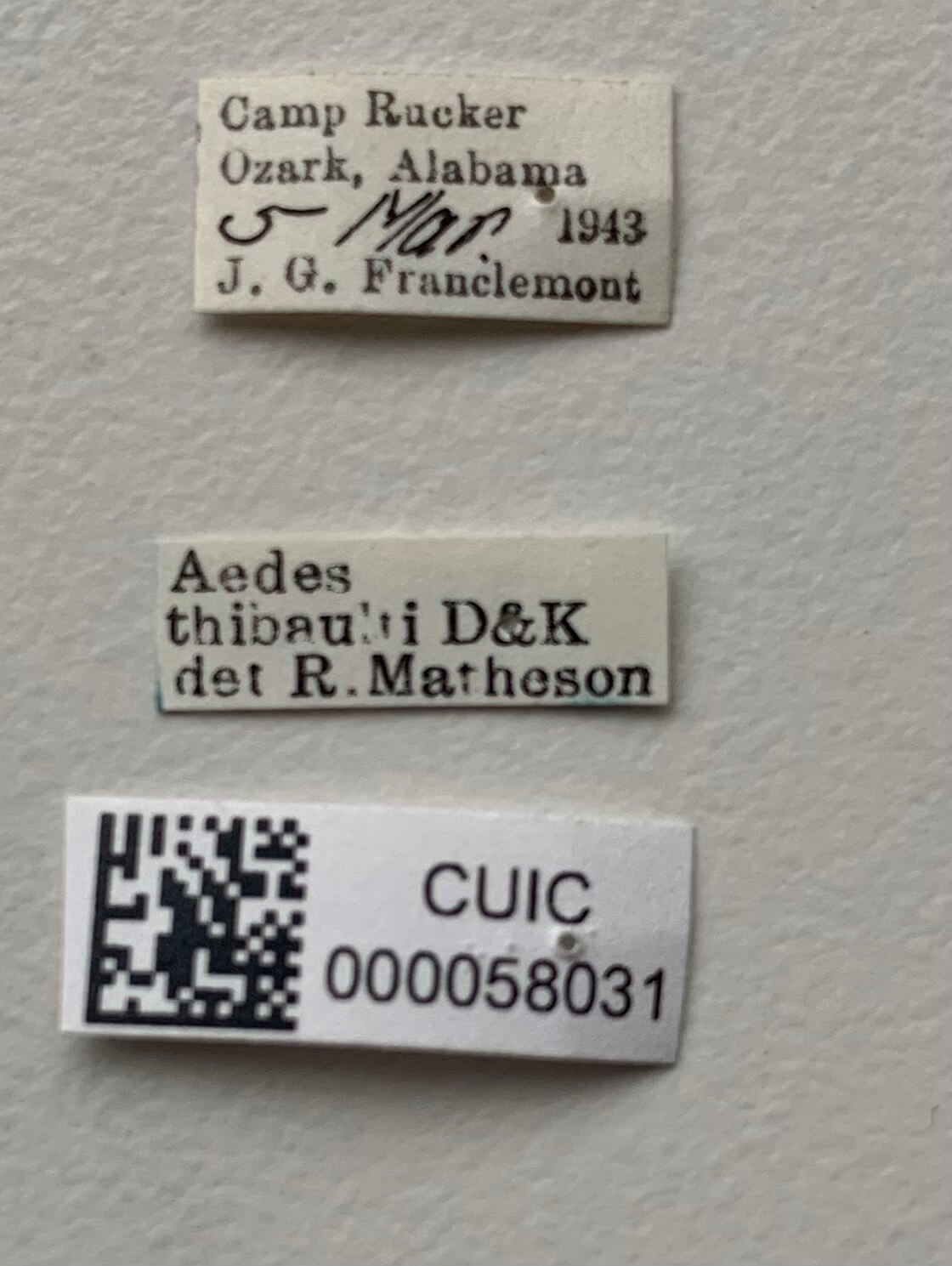 label view of adult Aedes thibaulti