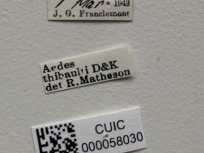 label view of adult Aedes thibaulti