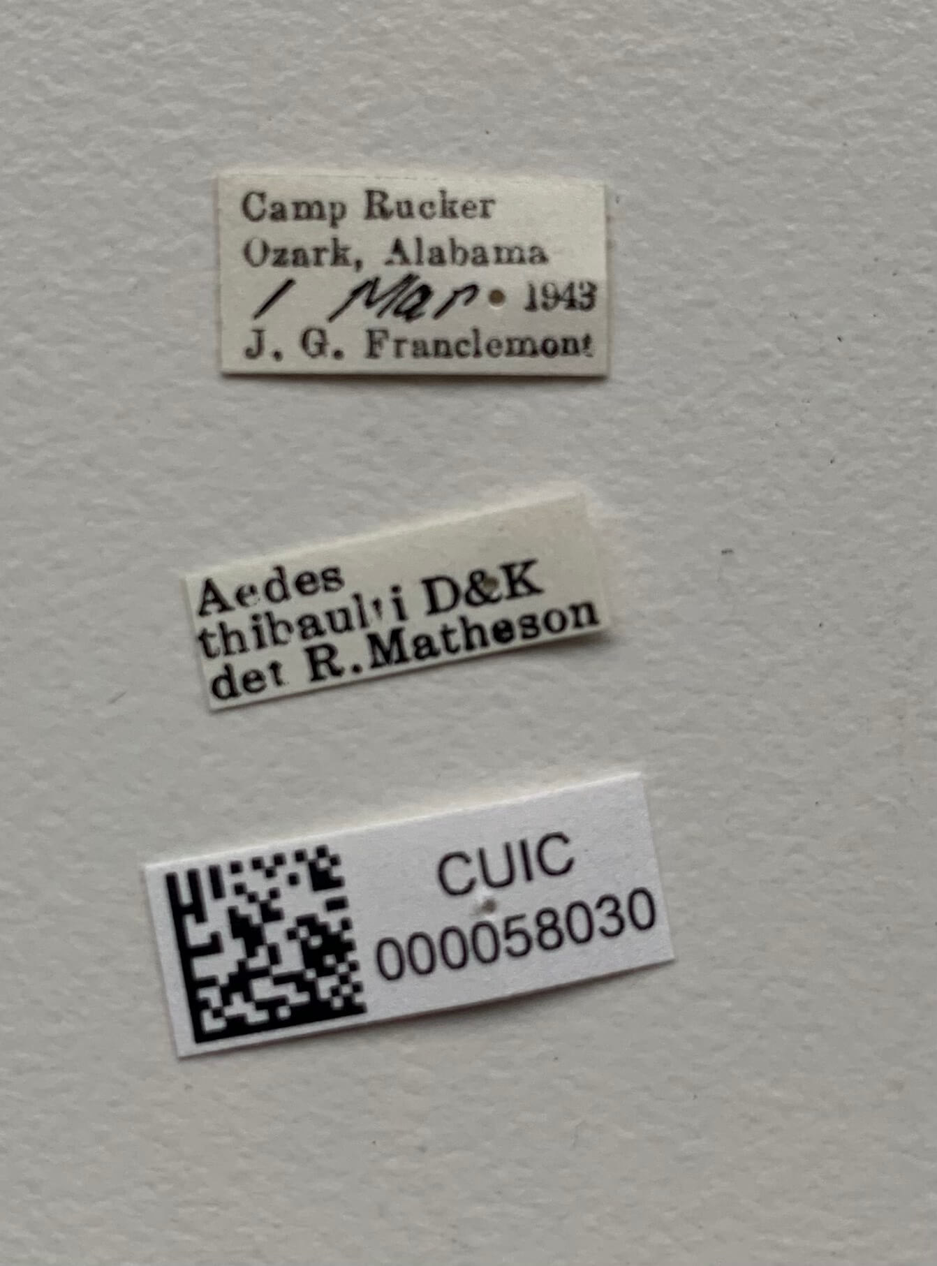 label view of adult Aedes thibaulti