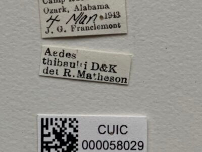 label view of adult Aedes thibaulti