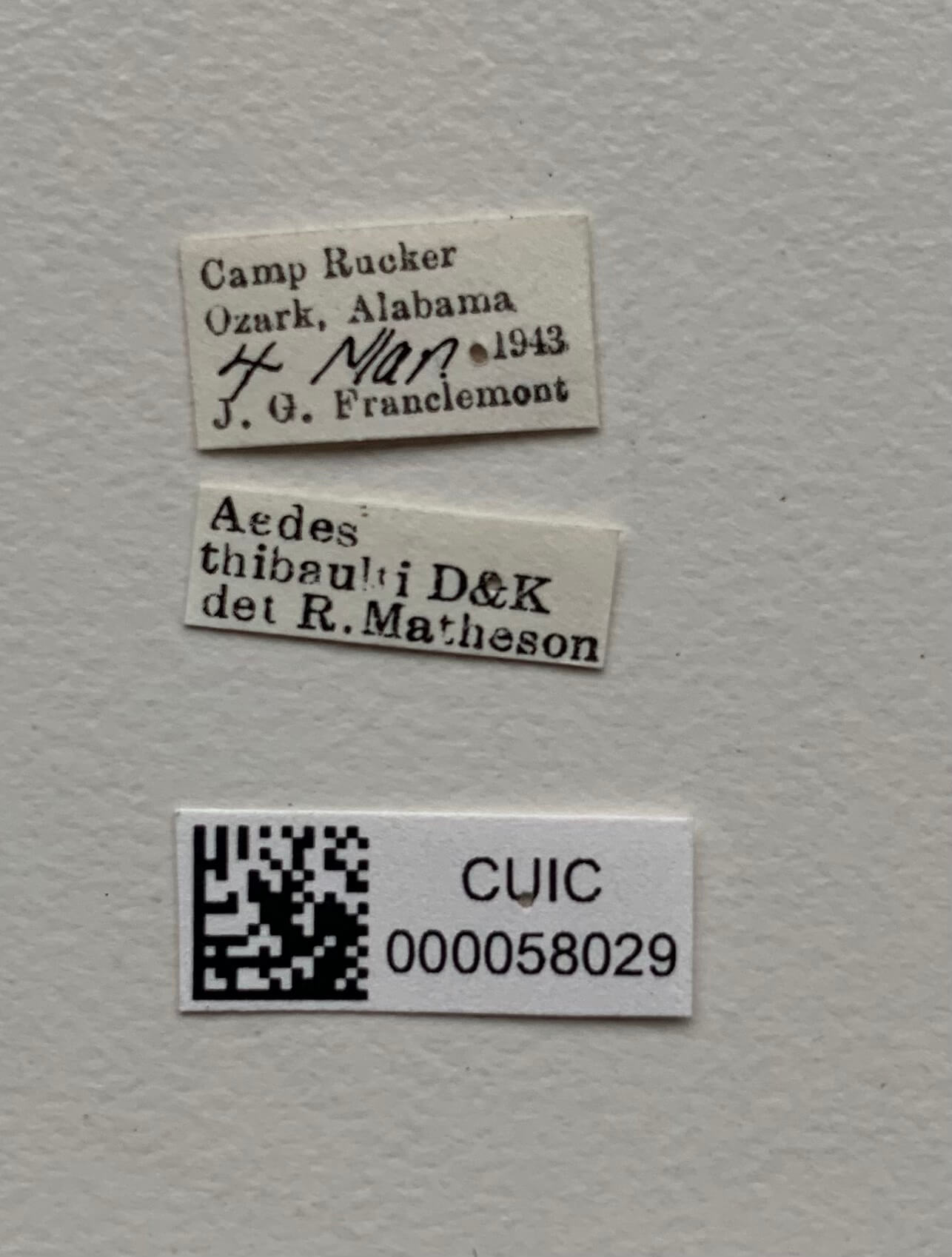 label view of adult Aedes thibaulti