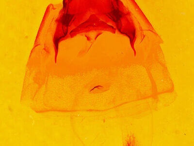 genitalia view of adult Ianassa paradisus