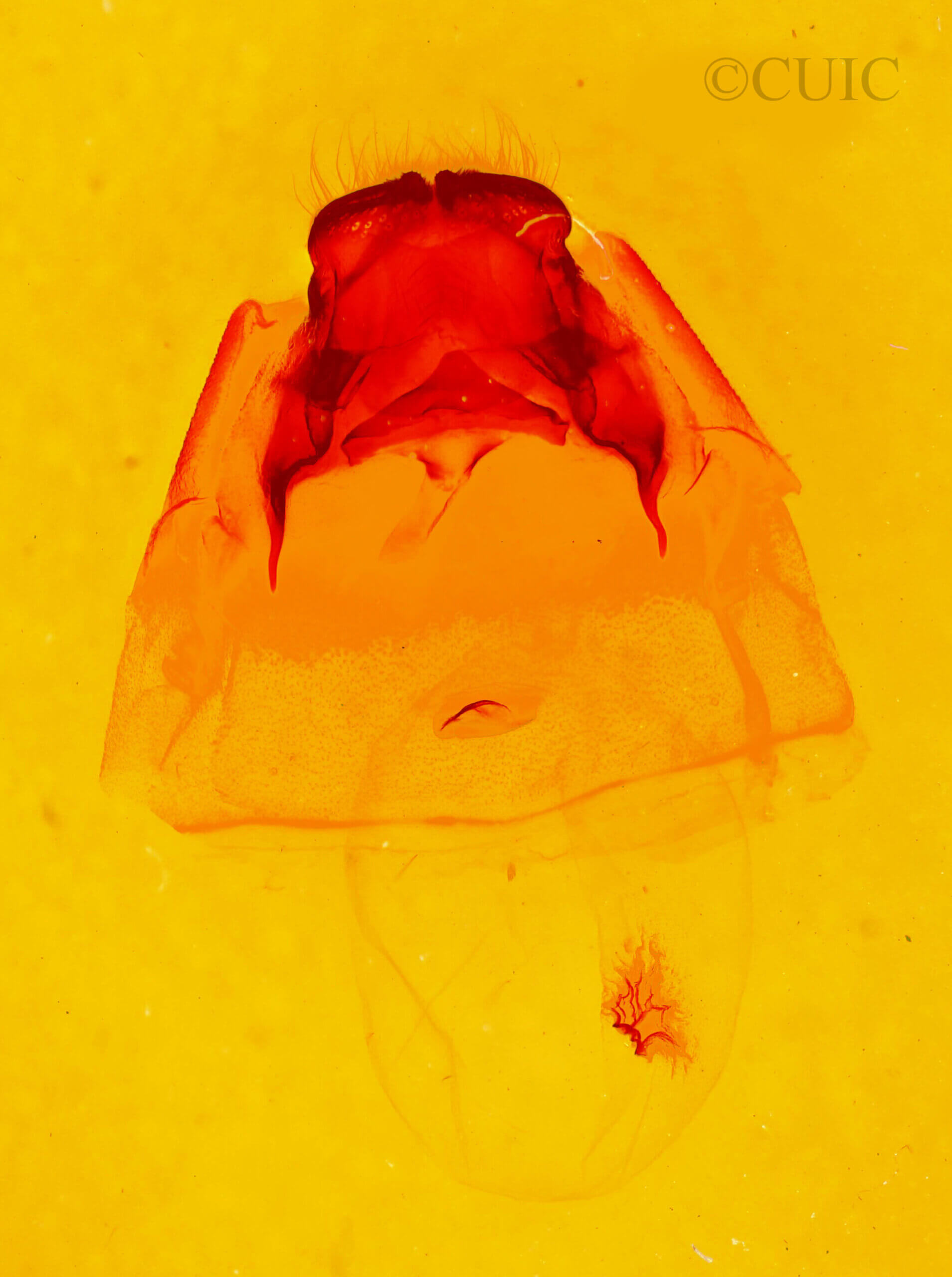 genitalia view of adult Ianassa paradisus