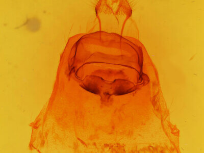 genitalia view of adult Paraeschra tortuosa