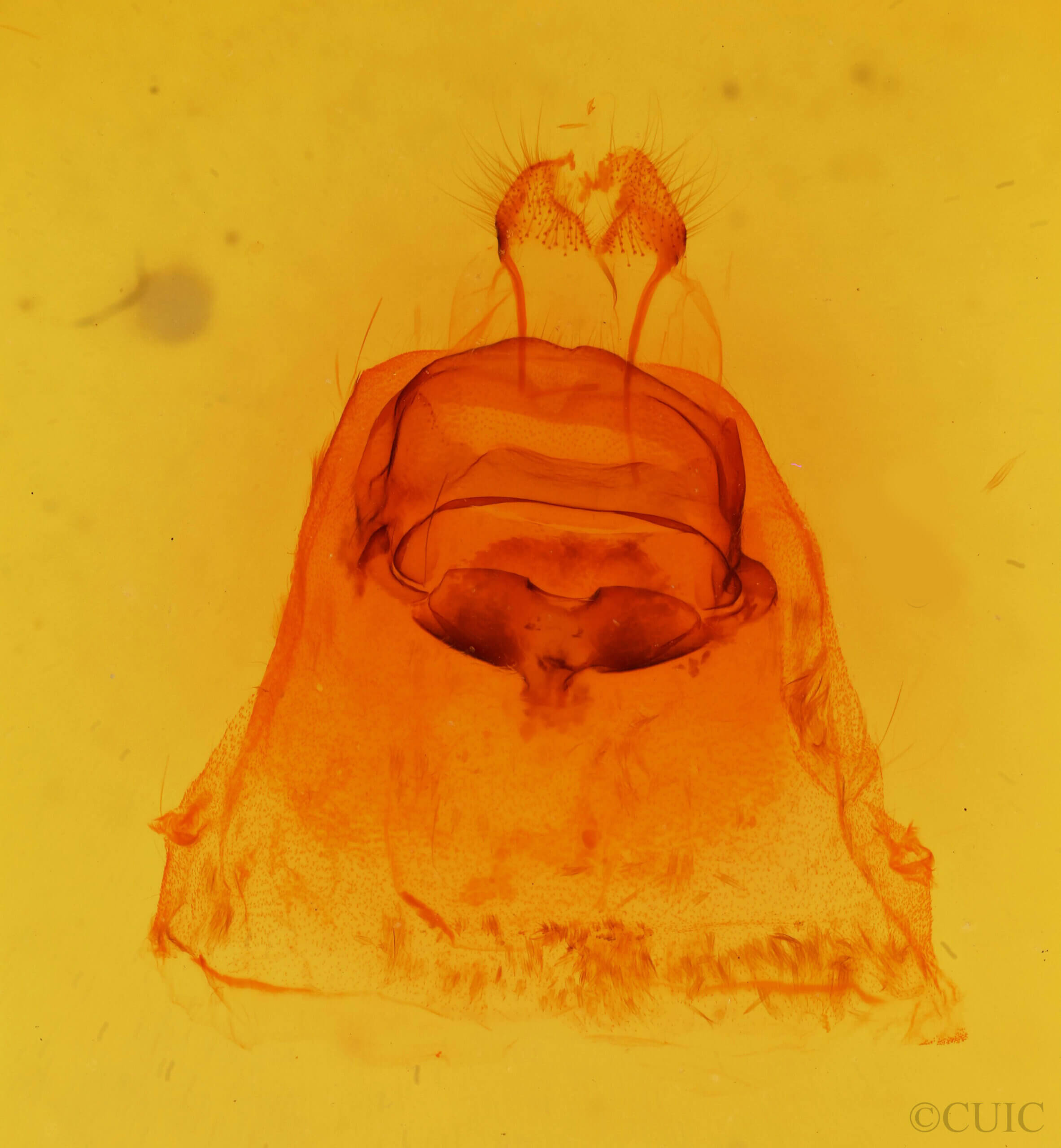 genitalia view of adult Paraeschra tortuosa