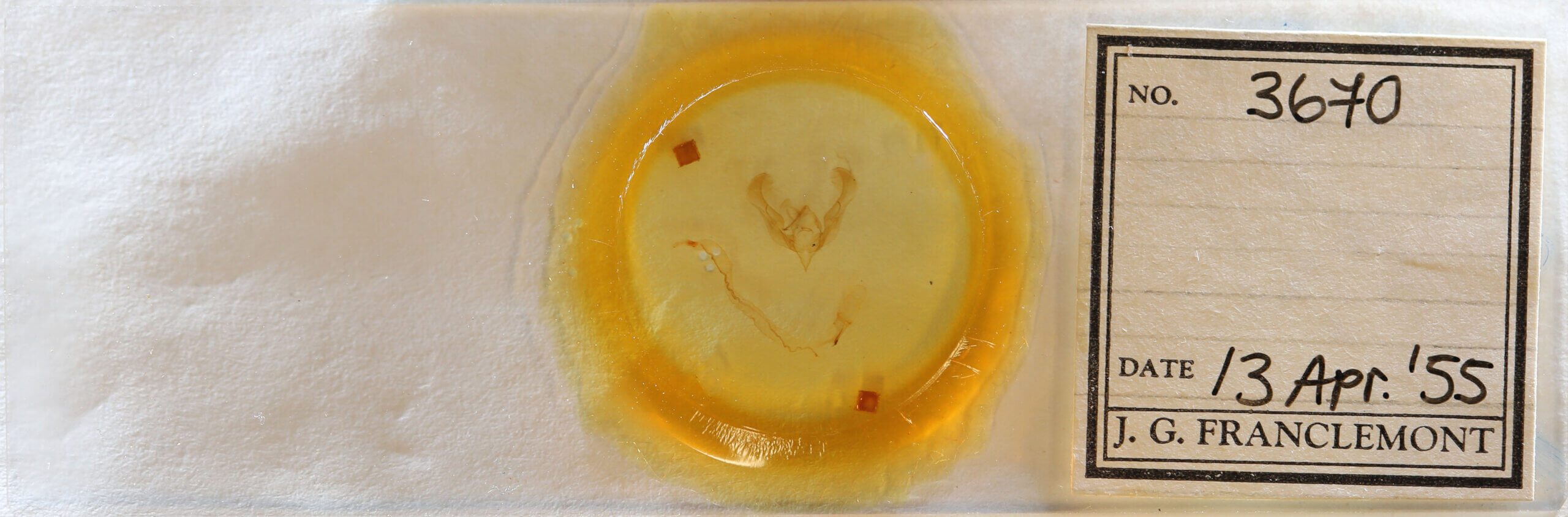 slide view of adult Anicla lubricans 