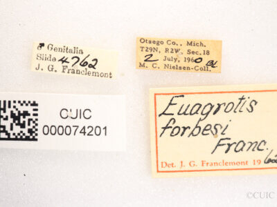 label view of Anicla forbesi